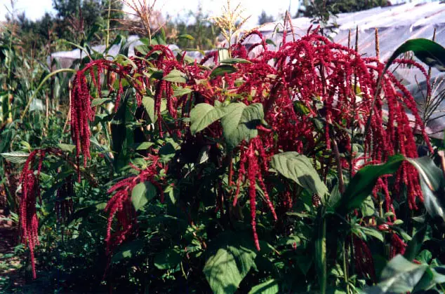 amaranth