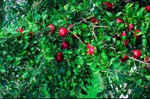 apple