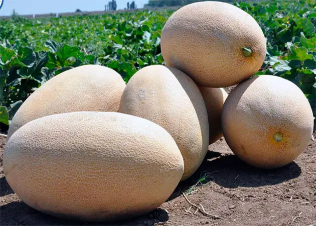 Uzbek melons