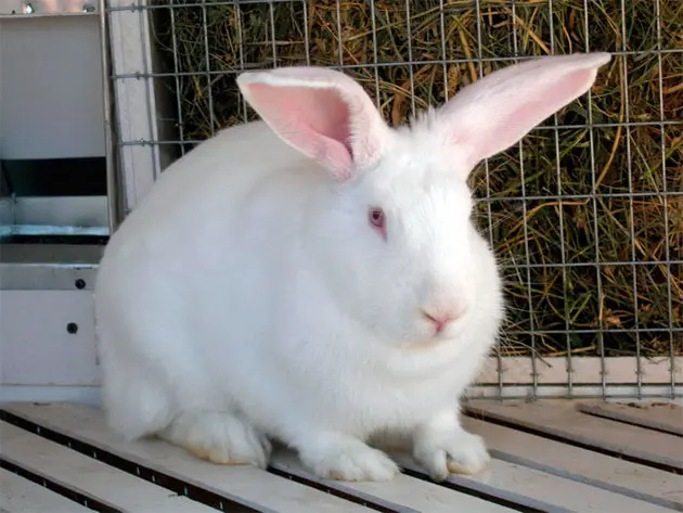 rabbit