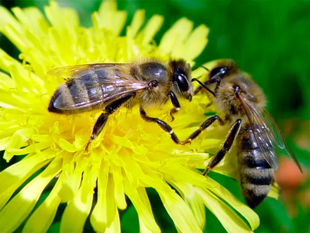 BEES