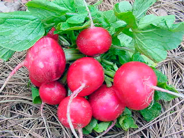 redis