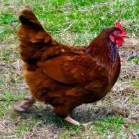 rodailand