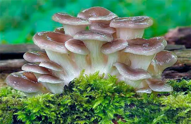 Cultivated mushrooms