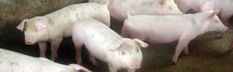 Mini pig farm