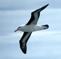 alba