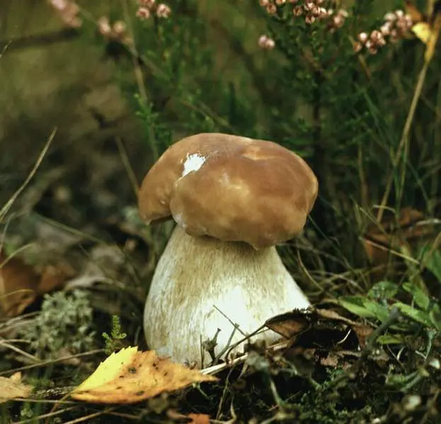 boletus mushroom