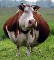 cow