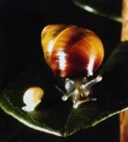 dolium