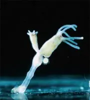 hydra