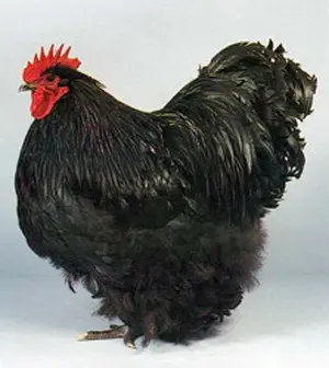 Курица Chicken
