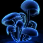 Medicinal mushrooms