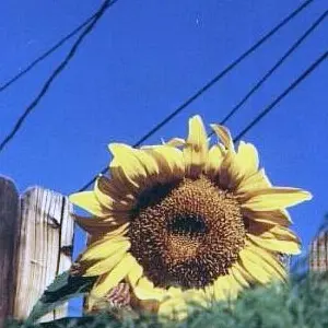 подсолнух sunflower
