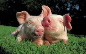 Piglets