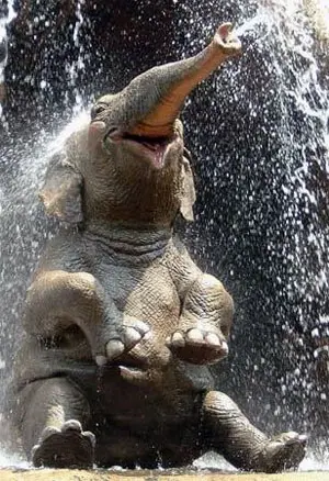 elephant