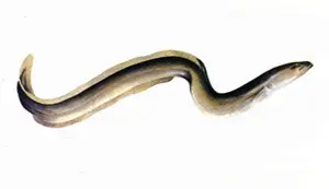 Eel