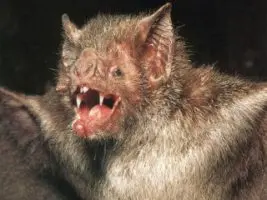 vampir