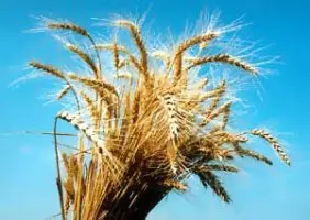 wheat