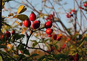 Шиповник Rosehip