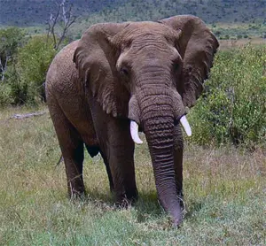 африканский слон African elephant