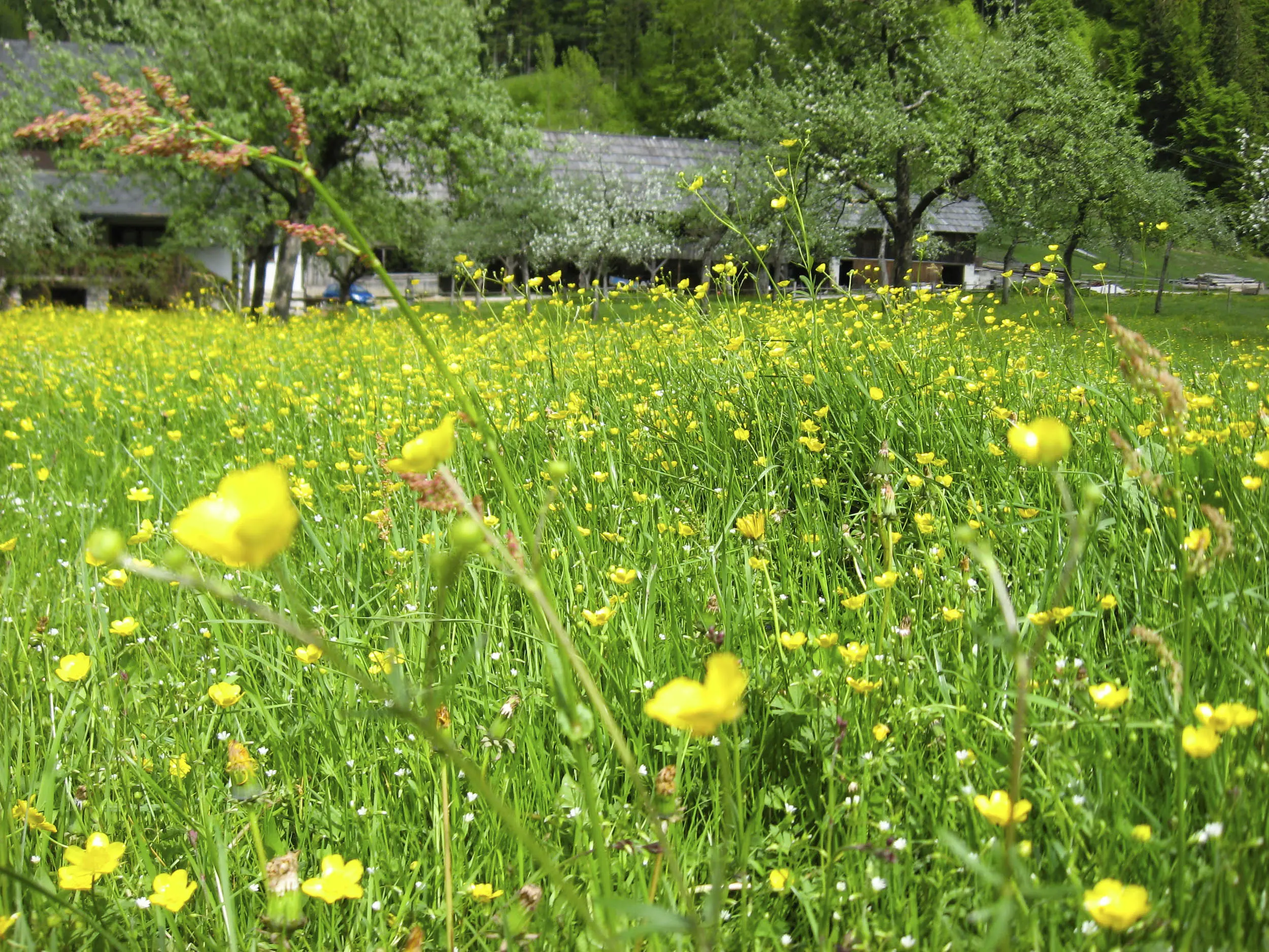 Garden plot