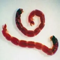 korm