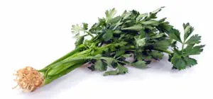 Сельдерей 