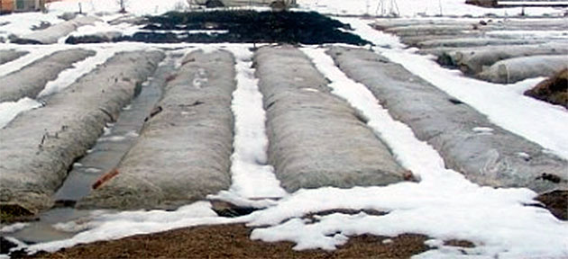 Осенние грядки