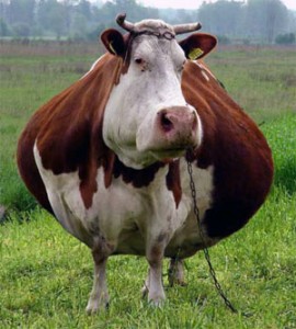cow 270x300
