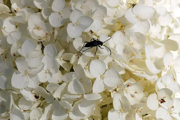 For florists