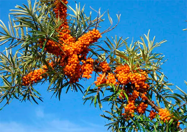 sea buckthorn