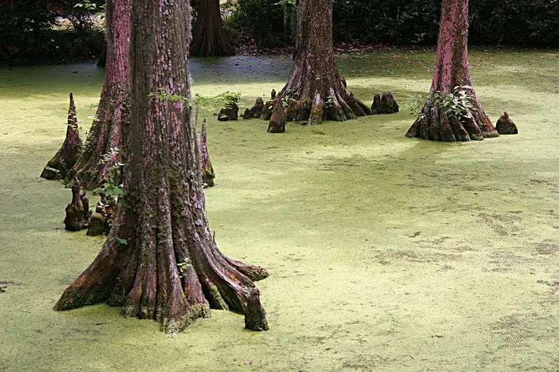 How to plant a tree