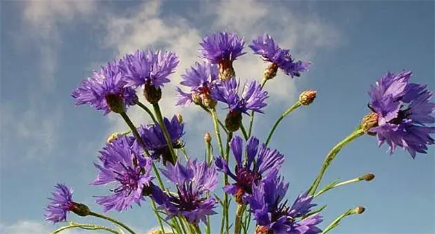 Blue cornflower