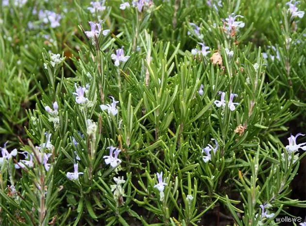 Magical rosemary