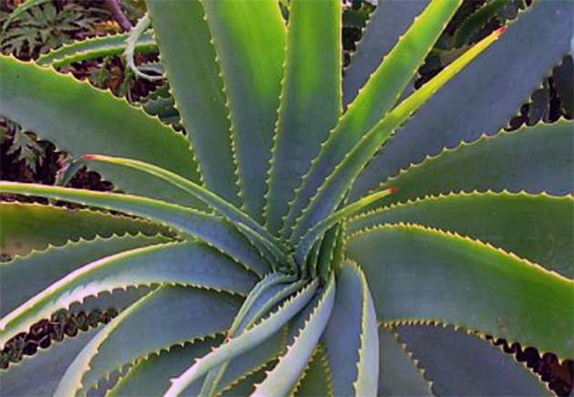 aloe