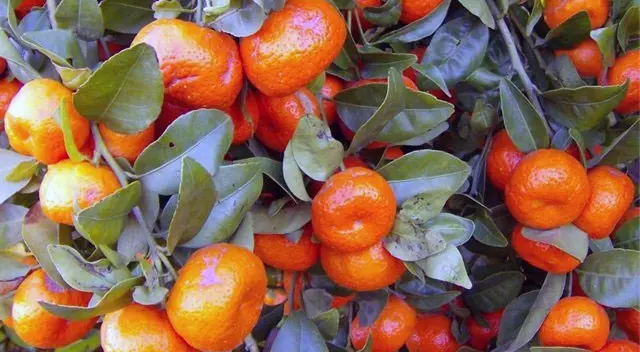 Mandarin in the room