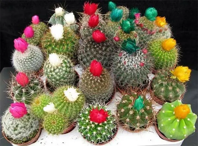 Кактус