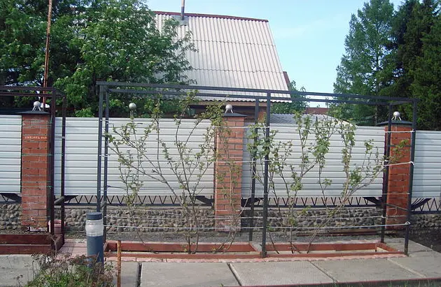 Vegetables on grape trellises