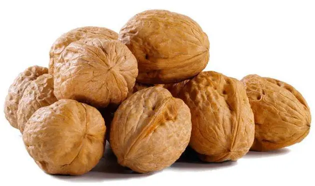 Walnut