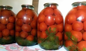 pomidor