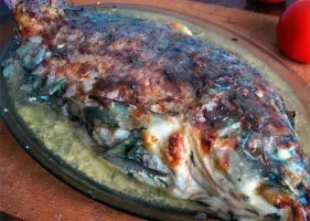 carp