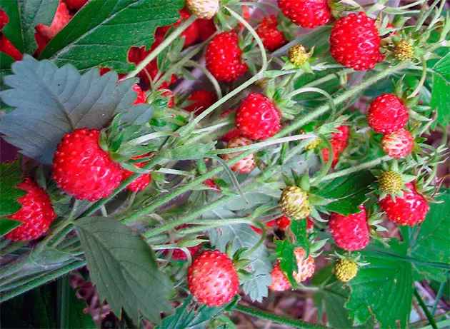 HOW TO SOW STRAWBERRIES