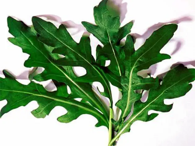arugula salad
