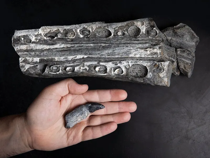 The ichthyosaur cemetery in Nevada was once their maternity ward.
