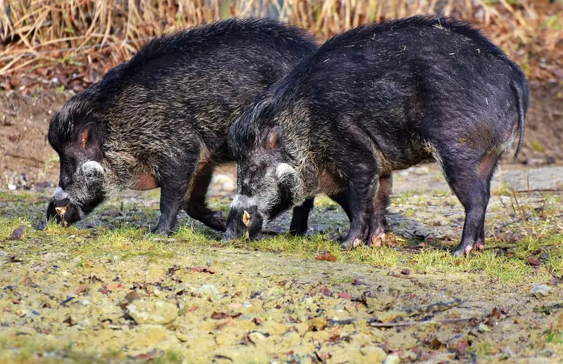 Can goats predict earthquakes and dogs predict volcanic eruptions?