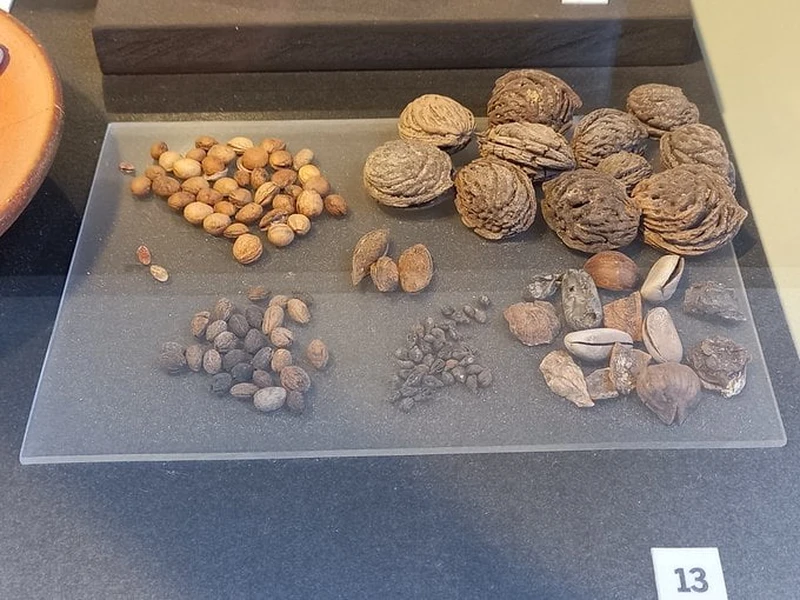 Food items from spectators of gladiatorial games were found in the Colosseum.