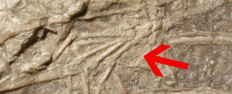 The meal of the Microraptor: scientists have revealed the last feast of the four-winged dinosaur.