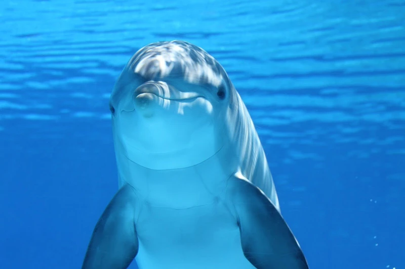 Intelligent life in the oceans is more likely than on land.