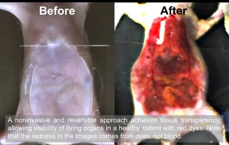 A common food dye makes skin and muscles transparent: a discovery.