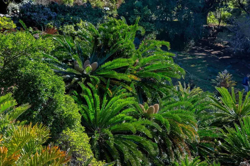 AI to the rescue: the loneliest plant in the world is looking for a mate.